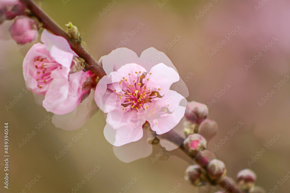 fleurs de pêchers