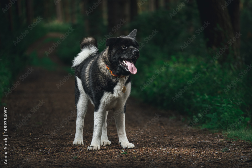 American Akita with a happy face walking in the woods