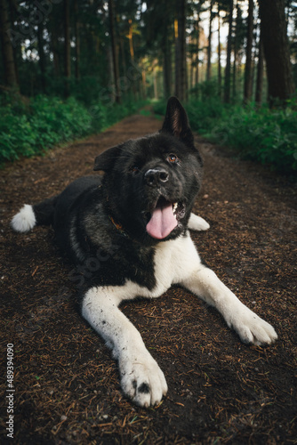 American Akita with a happy face walking in the woods