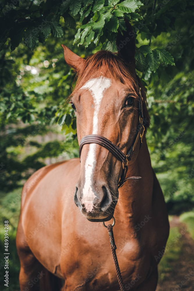 Brown horse in nature Brown horse in nature