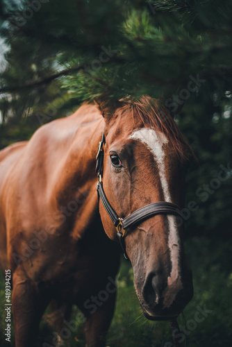 Fototapeta Naklejka Na Ścianę i Meble -  Brown horse in nature