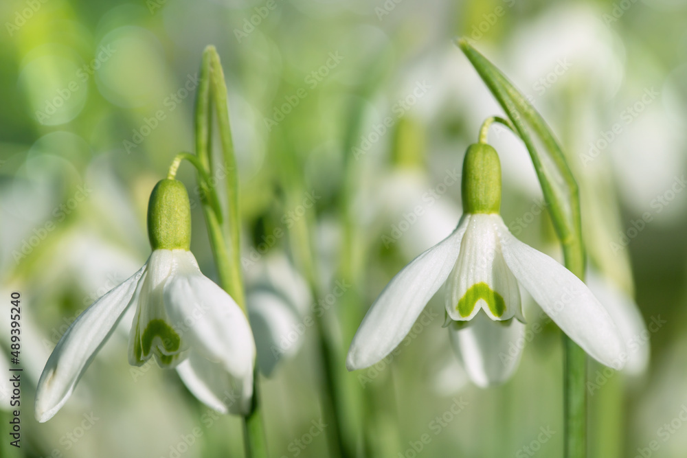 Blossom of common snowdrops (Galanthus nivalis). Blossom of common snowdrops (Galanthus nivalis).