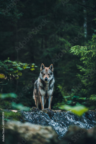 Dominant dog, similar to husky or malamute standing in the river in the forest. Wolf standing in the river.
