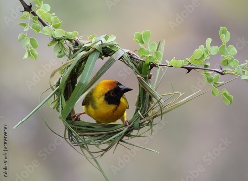 Tableau sur toile yellow weaver building nest