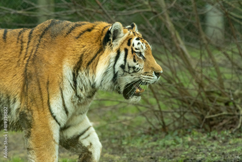 Siberian tiger or Amur tiger  Panthera tigris tigris  prowling around its enclosure.