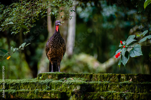 pheasant in the forest