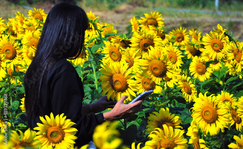 Farmer woman holding a phone among yellow sunflower fields. Sunflower business concept. Smart farm.