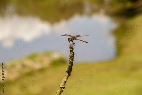 Uma libélula empoleirada em um galho com lago ao fundo desfocado. photo