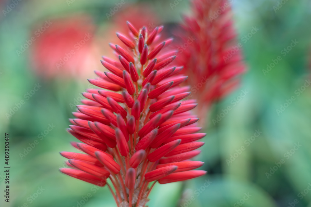 A beautiful red aloe flower in full bloom looks like natures painting. A beautiful red aloe flower in full bloom looks like natures painting.