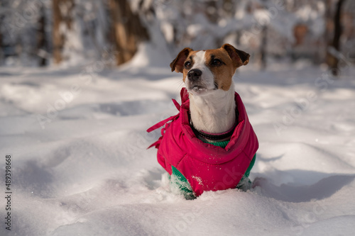 Dog jack russell terrier in a warm jacket in the snow in winter. 