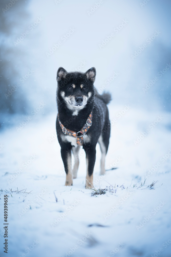Shiba inu during winter in snow