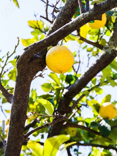 lemons on tree in the Vatican garden