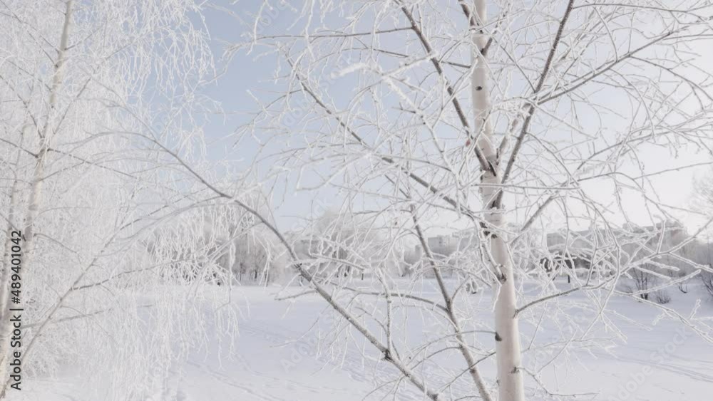 Birch branches in snow and hoarfrost against Birch branches in snow and hoarfrost against