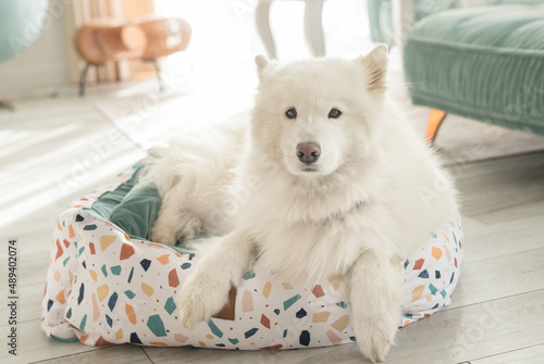 samoyed dog in a den in a pastel interior photo