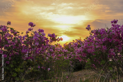        Azalea 