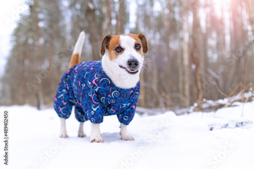 Fototapeta Naklejka Na Ścianę i Meble -  A Jack russell terrier dog in blue jumpsuit standing and looking and smiling at the camera in a snowy park on a walk. Portrait of a funny dog dressed in a suit. Clothes for pets.