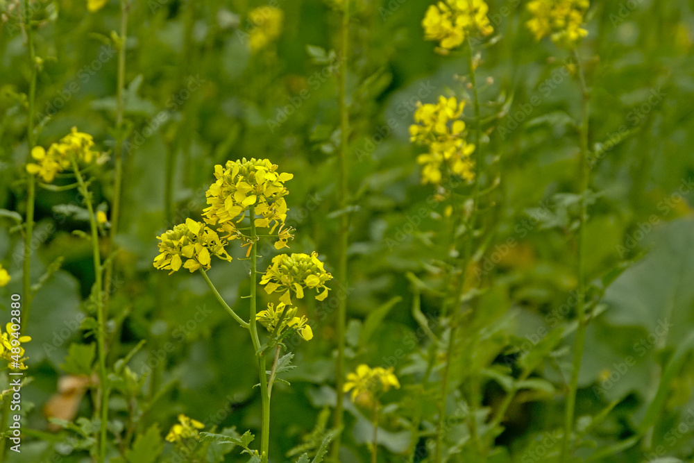 Yellow mustard flowers selective focus with green bokeh background - Brassica alba. Manure crop growing on an agrarican field in winter. Yellow mustard flowers selective focus with green bokeh background - Brassica alba. Manure crop growing on an agrarican field in winter.
