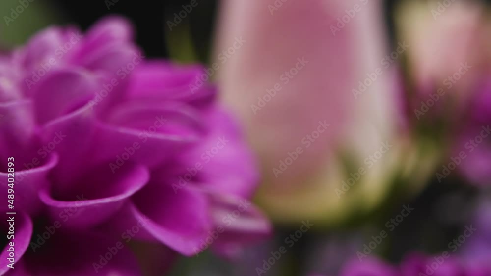 Tracking Shot of Purple and Pink Flowers Tracking Shot of Purple and Pink Flowers