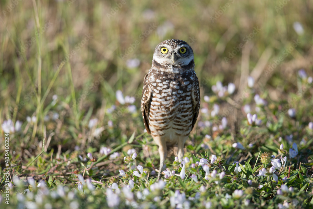Fototapeta premium Burrowing Owl