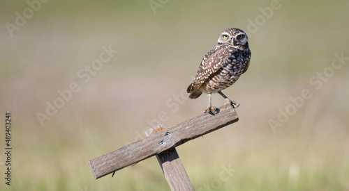 Φωτογραφία Burrowing Owl