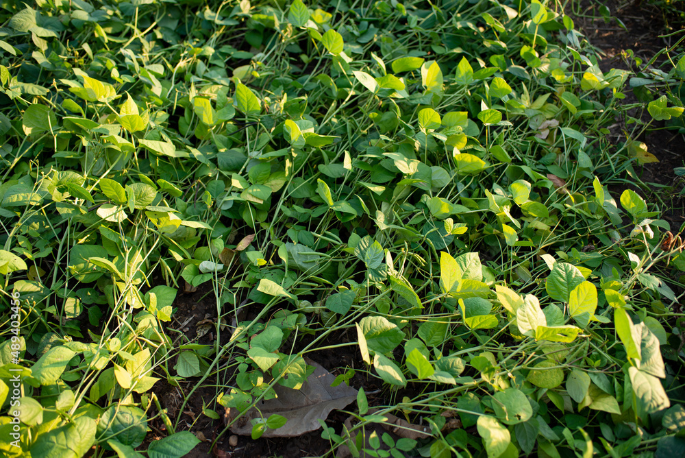 Mung beans are used for planting before or after farming or farming. To cut the cycle of pest infestations, help maintain soil fertility.
