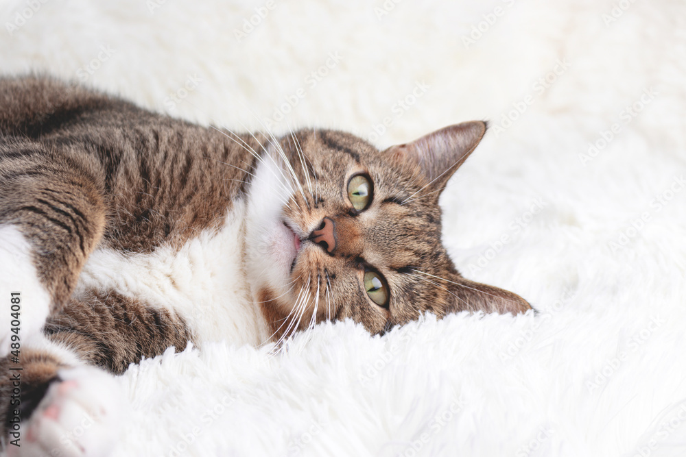Gray shorthair domestic tabby cat lying on a white fluffy blanket. Selective focus.