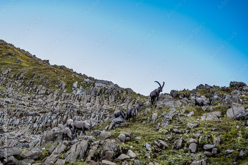 Ibexes in stone garden Ibexes in stone garden