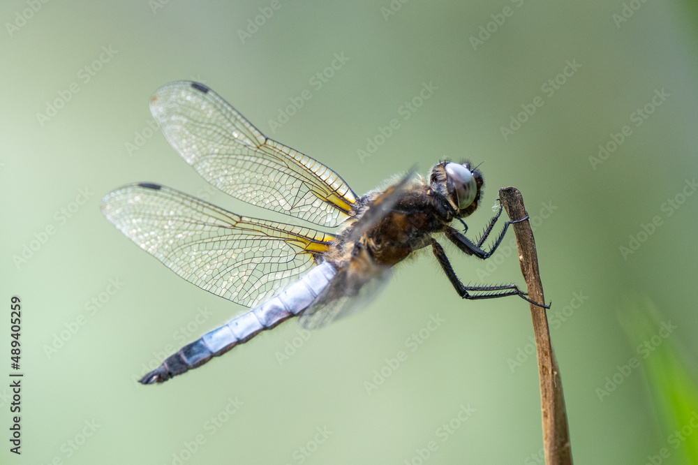 Close up images of a male black-tailed skimmer (Orthetrum cancellatum) Close up images of a male black-tailed skimmer (Orthetrum cancellatum)