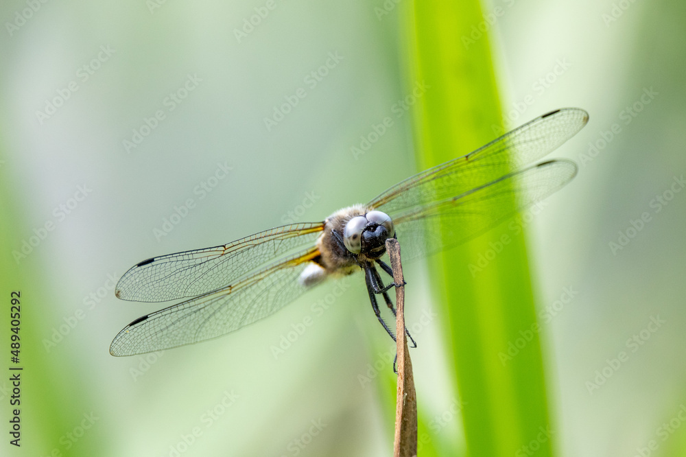 Close up images of a male black-tailed skimmer (Orthetrum cancellatum) Close up images of a male black-tailed skimmer (Orthetrum cancellatum)