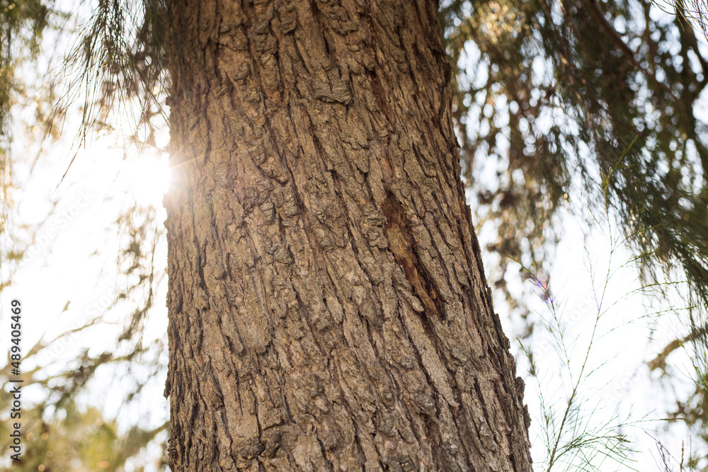 Tree bark texture. The body of the tree