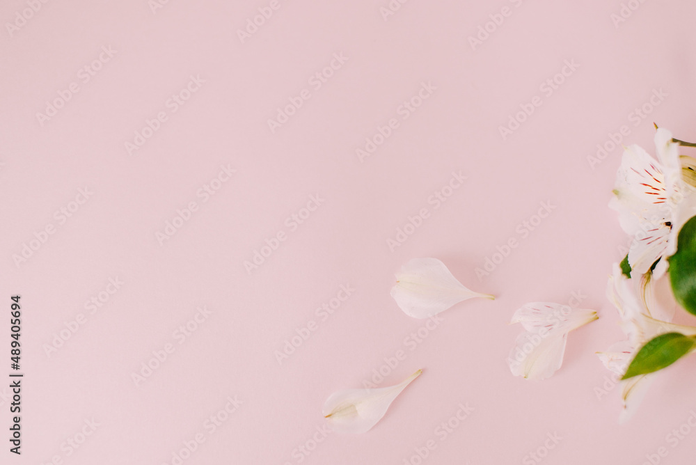 White alstroemeria flowers on pink background isolated closeup, delicate bouquet of lily flowers for decorative border, holiday poster, design element for banner, lily flower pattern for greeting card