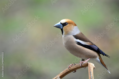 Grosbeak bird close-up. Sitting on a branch. The common oak tree (lat. Coccothraustes coccothraustes) is a species of bird in the finch family. © Nadezhda