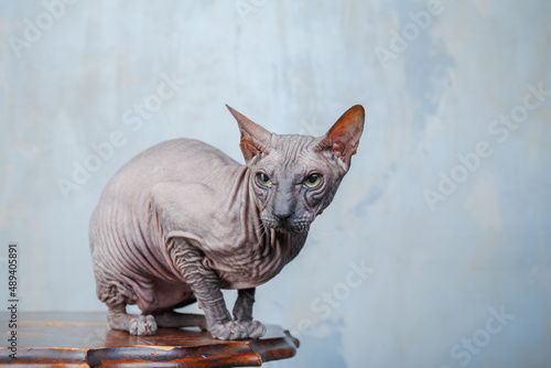 the sphinx cat
