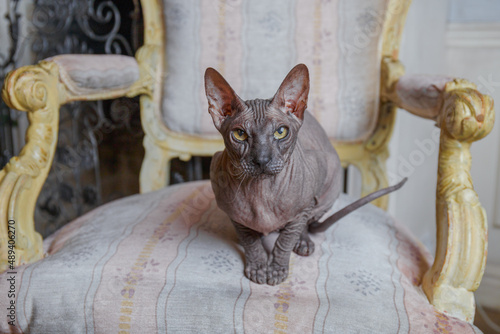 the sphinx cat
