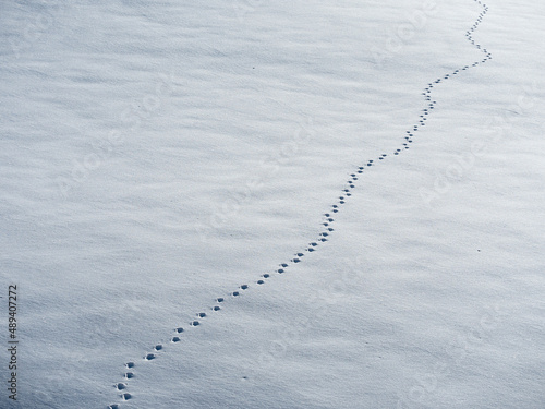 Animal track in the snow