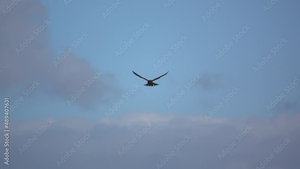 close up of a kestrel (Falco tinnunculus) hovering overhead, scanning for prey close up of a kestrel (Falco tinnunculus) hovering overhead, scanning for prey