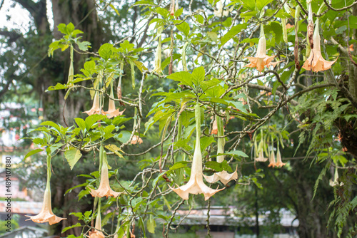 Close-up of Brugmansia suaveolens, Brazilian white angel trumpet flower, growing wild in asia