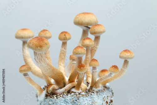 Psilocybe cubensis mushrooms growing on mycelium photo