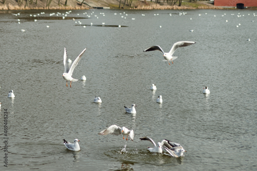 Seagulls of Kaliningrad fly on the summer lake. Seagulls of Kaliningrad fly on the summer lake.