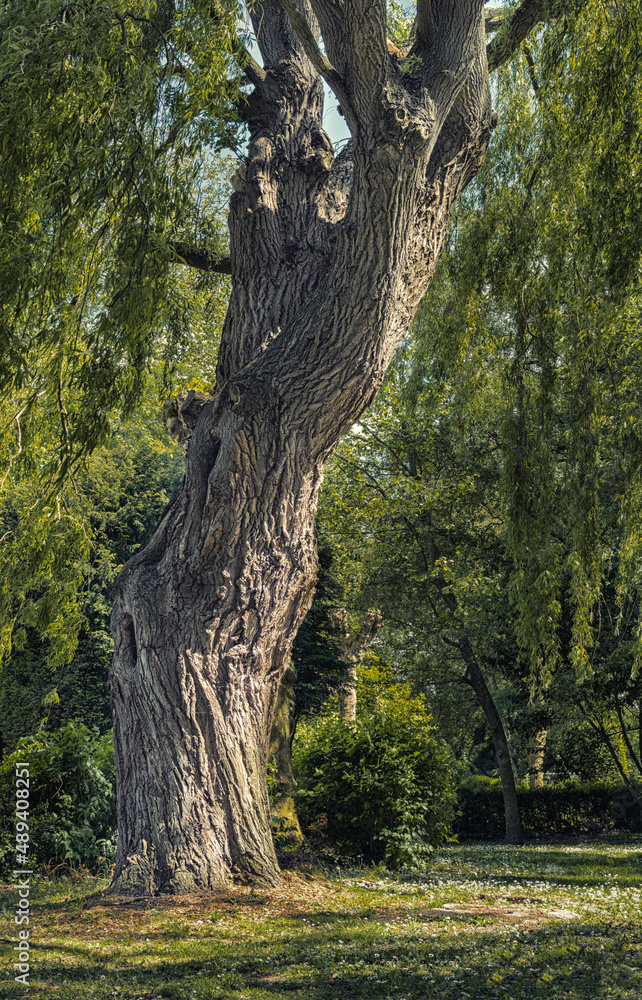 Fototapeta premium Arbre au tronc torturé