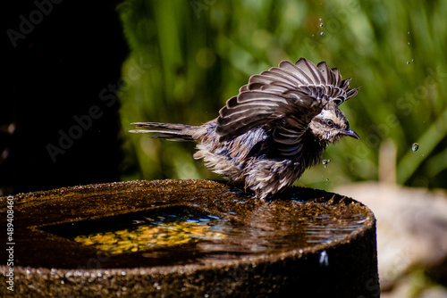 bird on the water