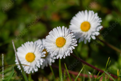Common daisy  Bellis perennis  blooming on the field  is a common European species of daisy  of the family Asteraceae  often considered the archetypal species of that name.Spring time.
