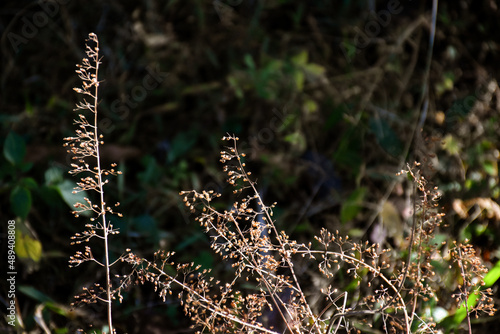 Blepharoneuron tricholepis , dried Pine Dropseed grass photo