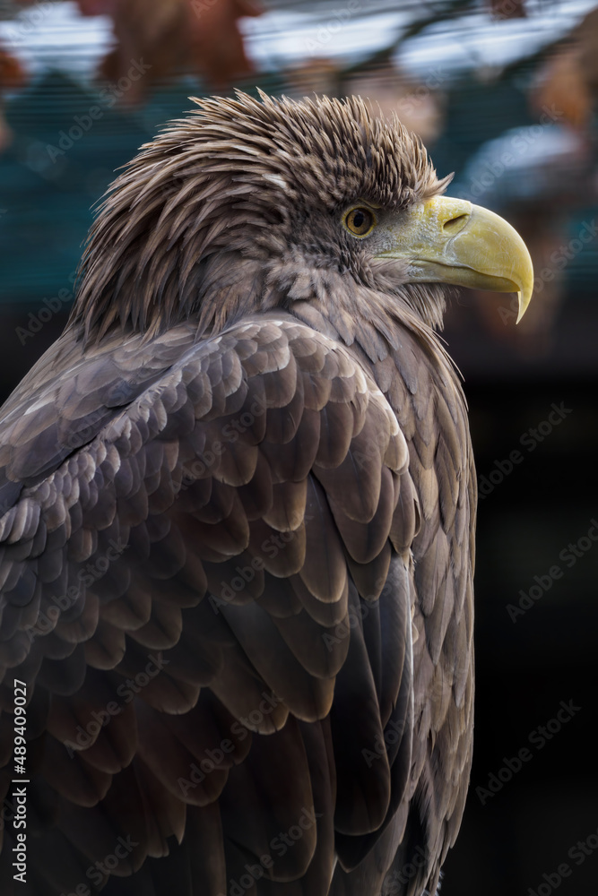Obraz premium Sea eagle in captivity outdoors.