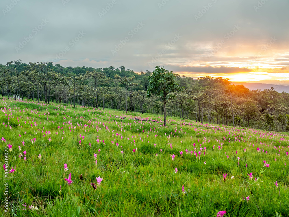 Pink Siam tulip surrounded with green field in Thailand Pink Siam tulip surrounded with green field in Thailand
