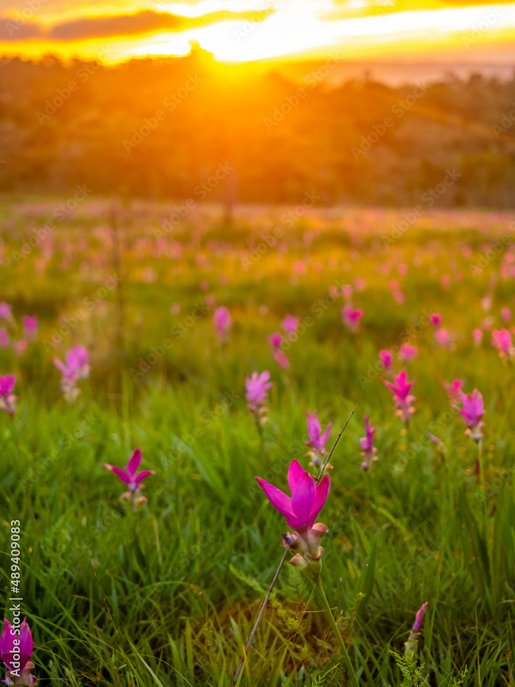 Pink Siam tulip surrounded with green field in Thailand
