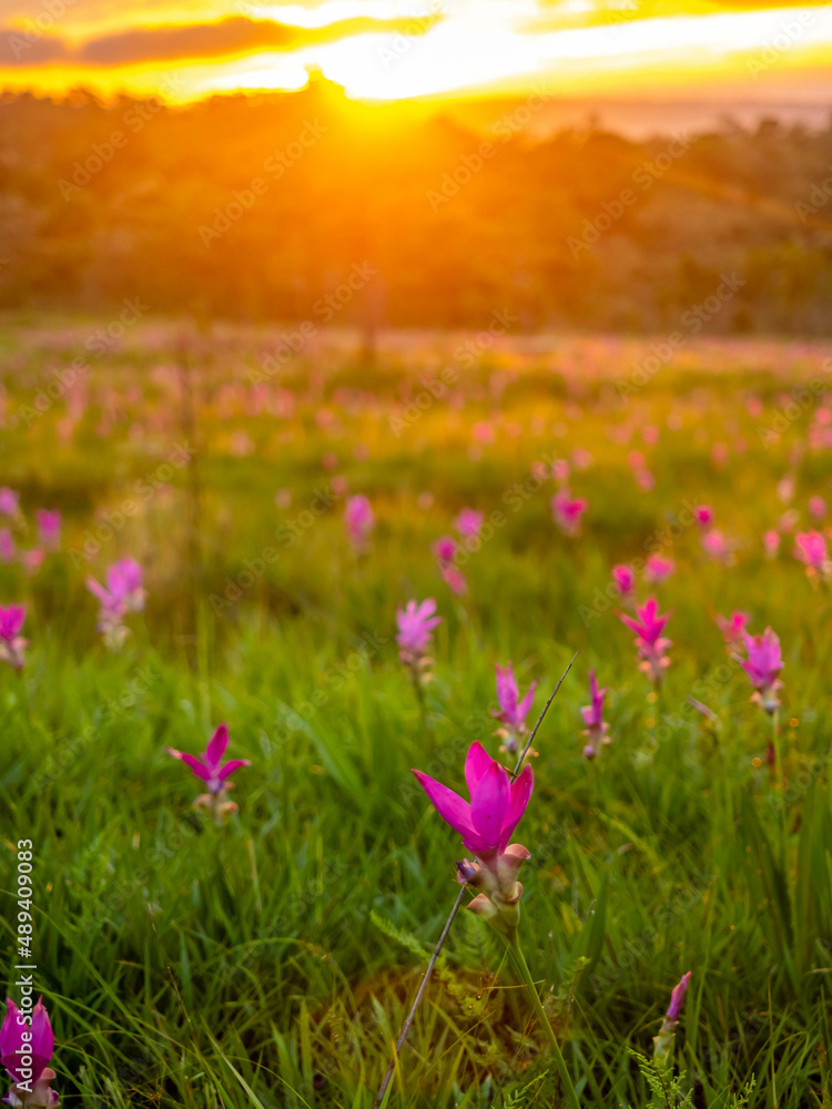 Fototapeta premium Pink Siam tulip surrounded with green field in Thailand