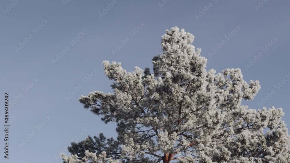 Spruce with cones in hoarfrost Spruce with cones in hoarfrost