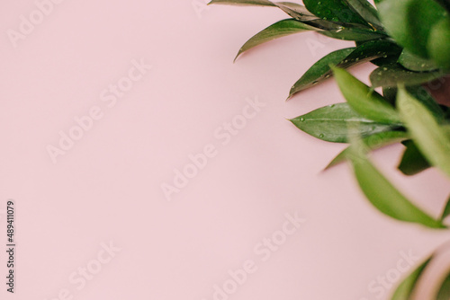 Branches with green leaves on pink background, fresh grass, herbal illustration, ornamental plant, natural flower design, organic nature sign, agriculture symbol, ecology icon