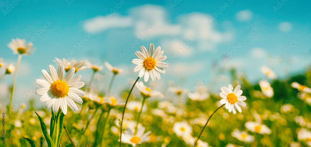Bright beautiful wildflowers of chamomile in meadow on bright sunny day against blue sky with clouds, close-up. Summer colorful natural flower background.
